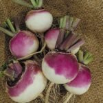 Purple Top Turnip