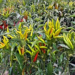 Hot Pepper – Hot Forever F1