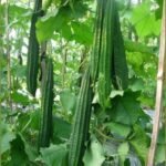 Ridge Gourd - Luffa 1962
