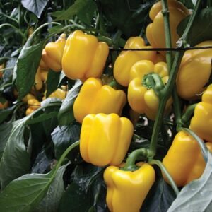 Sweet Pepper - Dicaprio