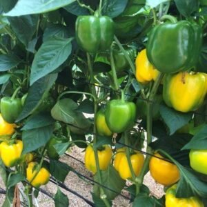 Sweet Pepper - Lewis